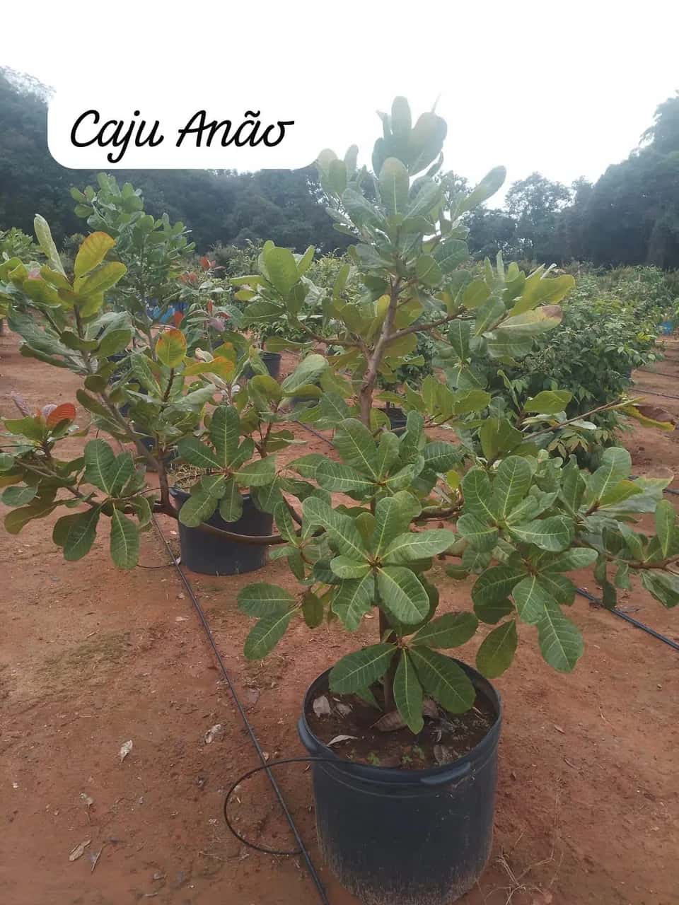 Foto: Caju-anão no viveiro do Horto Moura Brasil (etiqueta: “Caju Anão”).