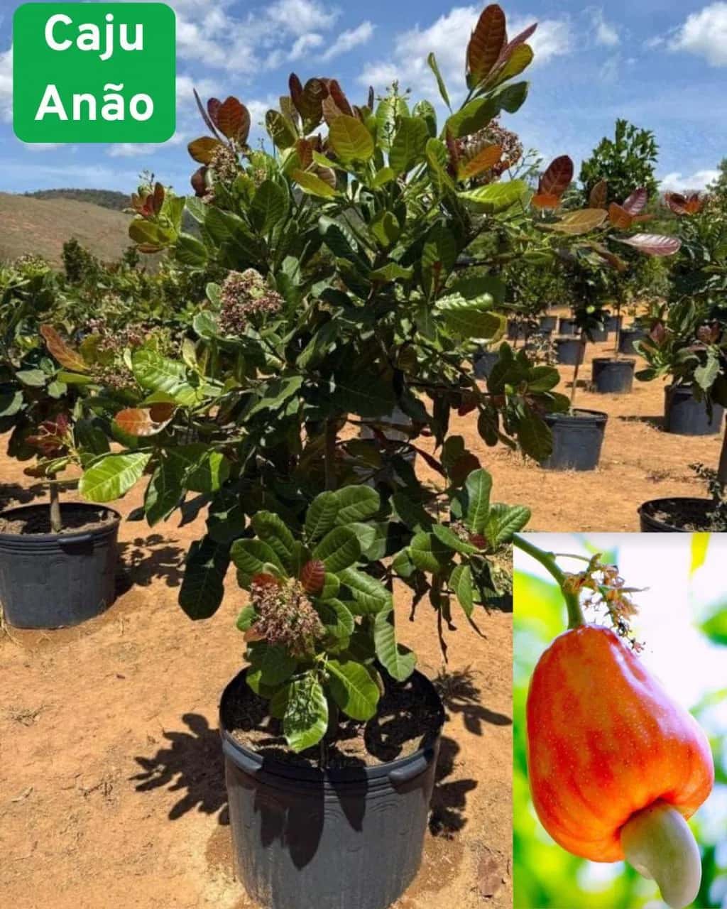 Foto: Caju-anão no viveiro do Horto Moura Brasil (etiqueta: “Caju Anão”).