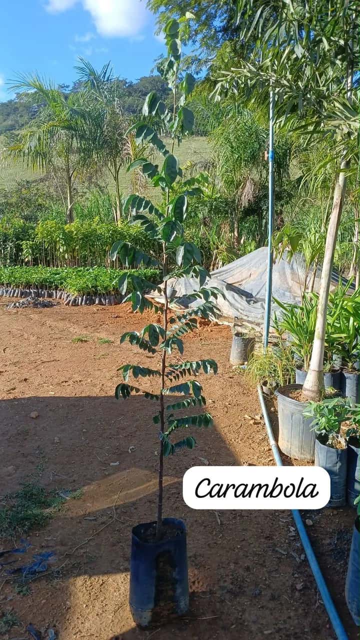 Foto: Carambola no viveiro do Horto Moura Brasil (etiqueta: “Carambola”).