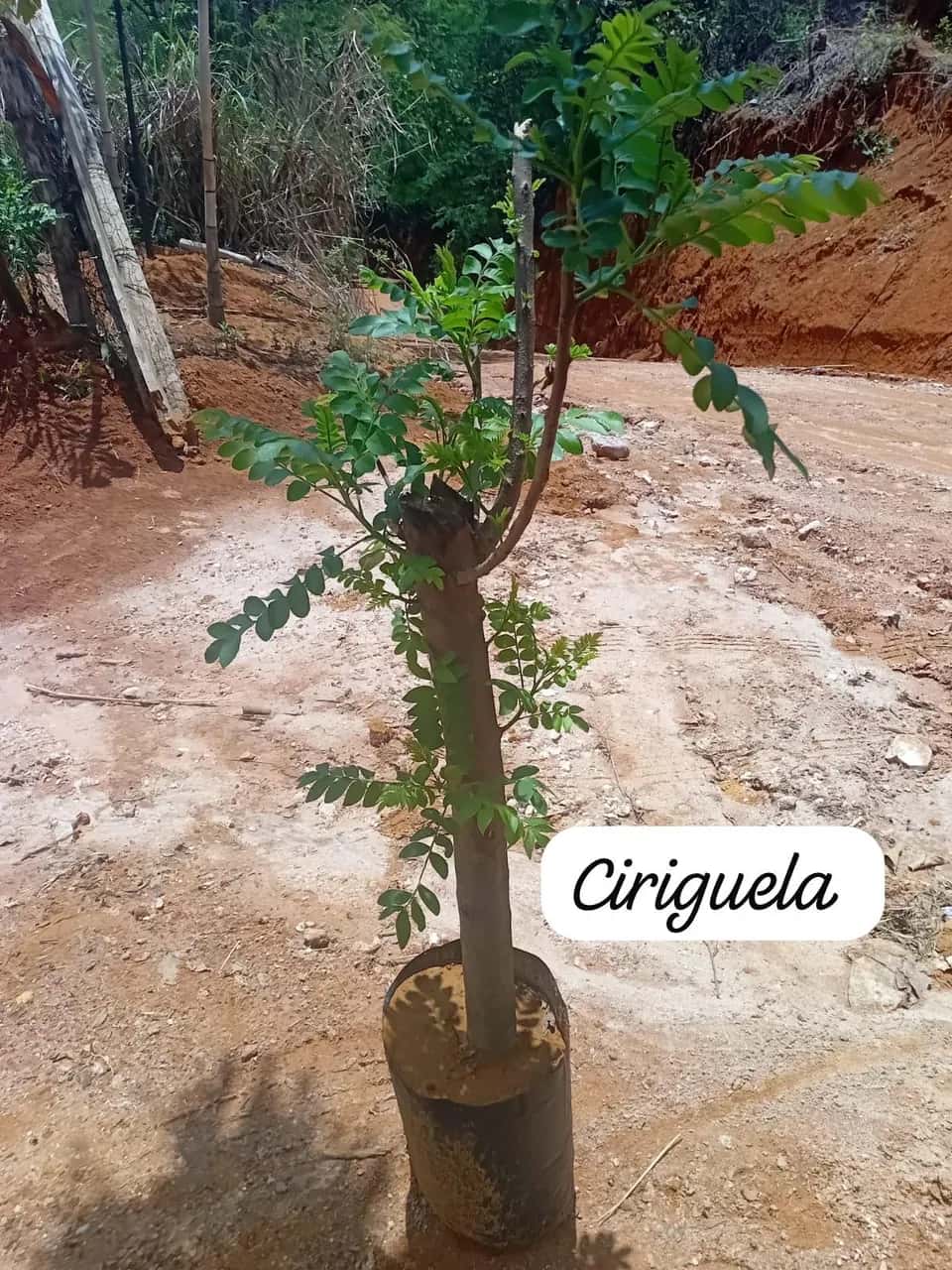 Foto: Ciriguela no viveiro do Horto Moura Brasil (etiqueta: “Ciriguela”).