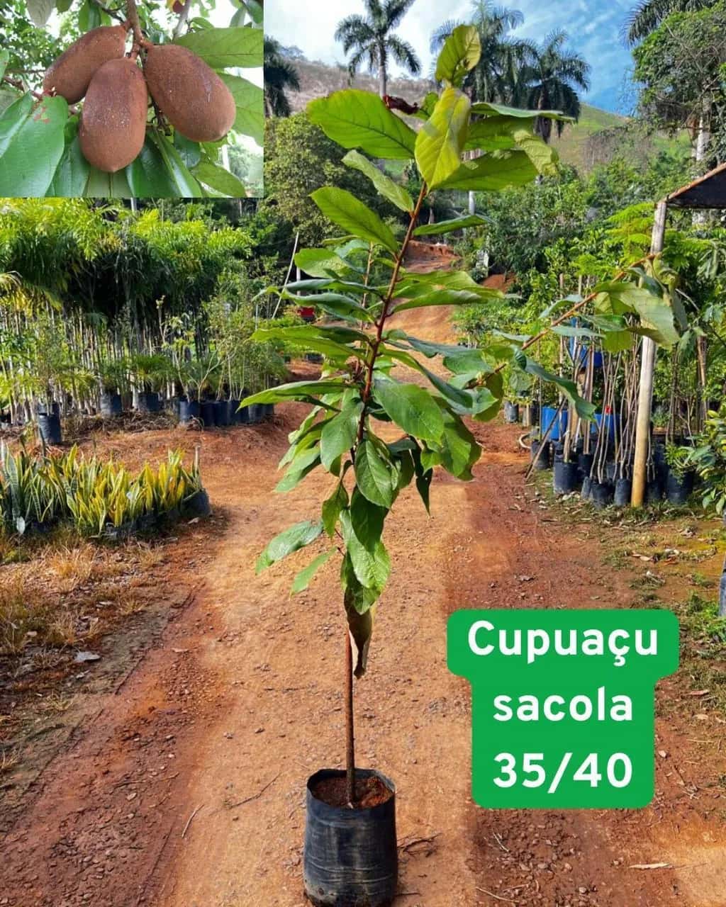 Foto: Cupuaçu no viveiro do Horto Moura Brasil (etiqueta: “Cupuaçu sacola 35/40”).