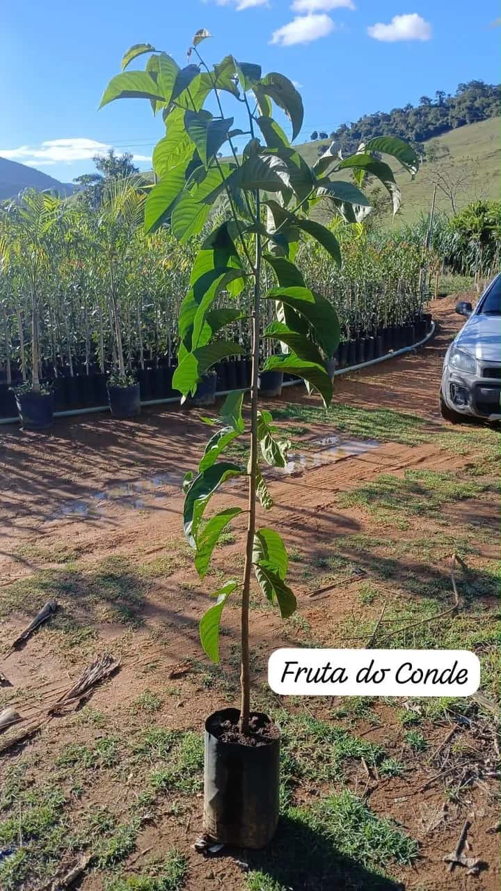 Foto: Fruta-do-conde no viveiro do Horto Moura Brasil (etiqueta: “Fruta do Conde”).