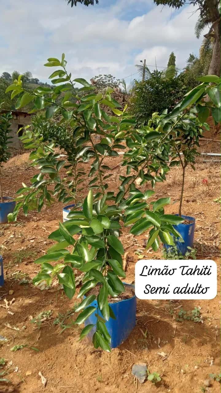 Foto: Limão Tahiti no viveiro do Horto Moura Brasil (etiqueta: “Limão Tahiti Semi adulto”).