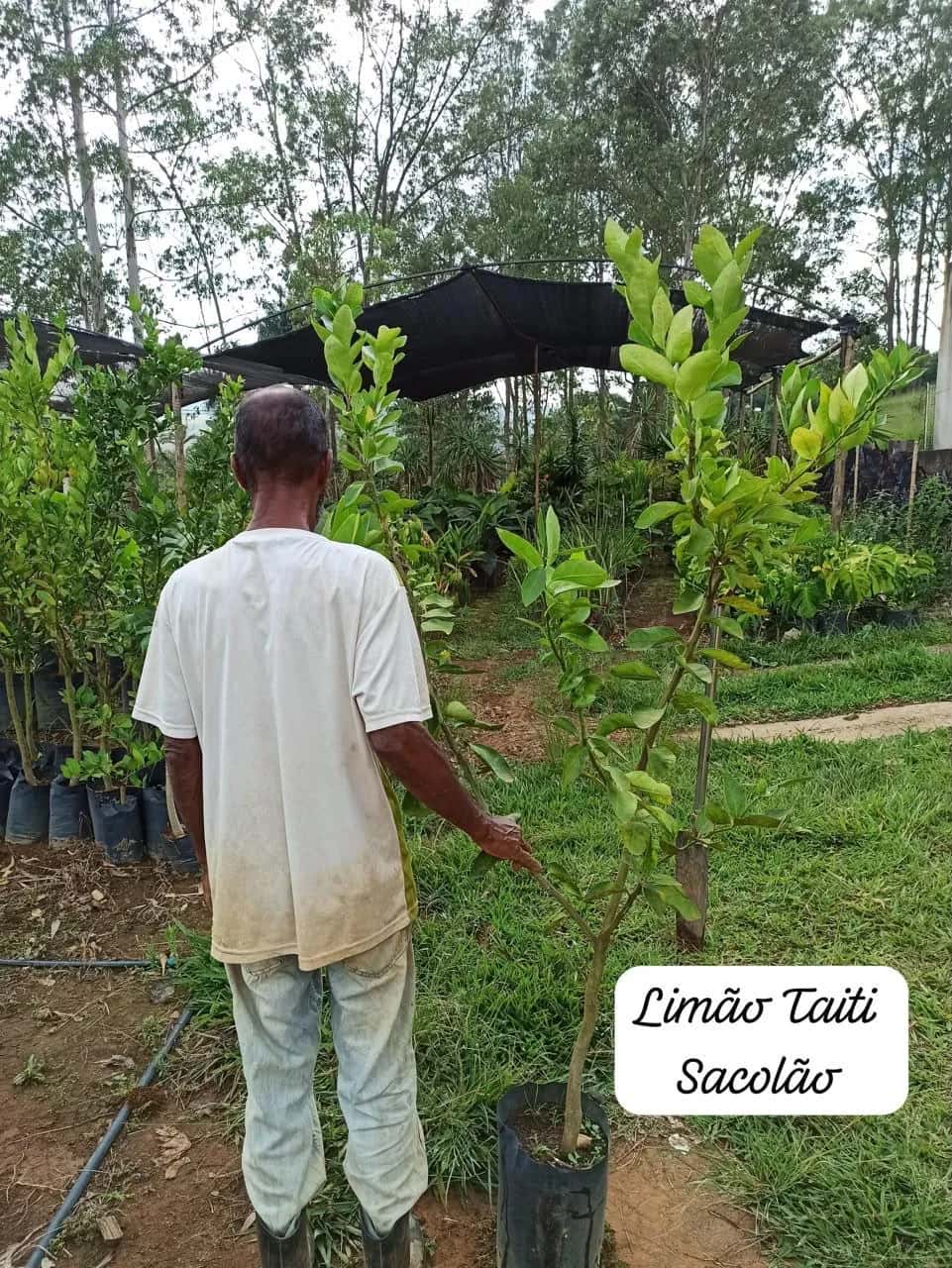 Foto: Limão Tahiti no viveiro do Horto Moura Brasil (etiqueta: “Limão Taiti Sacolão”).