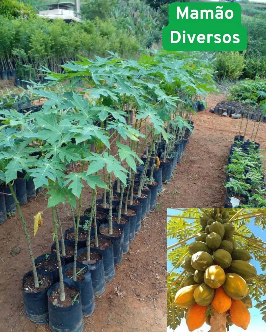 Foto: Mamão no viveiro do Horto Moura Brasil (etiqueta: “Mamão Diversos”).