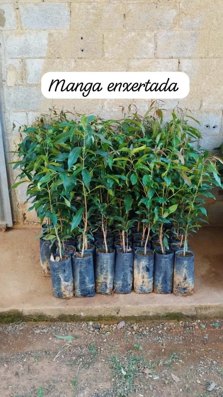 Foto: Manga no viveiro do Horto Moura Brasil (etiqueta: “Manga enxertada”).