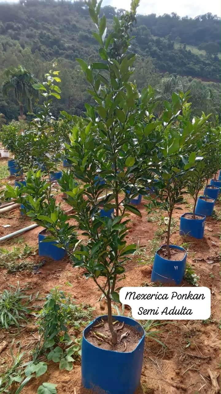 Foto: Mexerica Ponkan no viveiro do Horto Moura Brasil (etiqueta: “Mexerica Ponkan - Semi Adulta”).