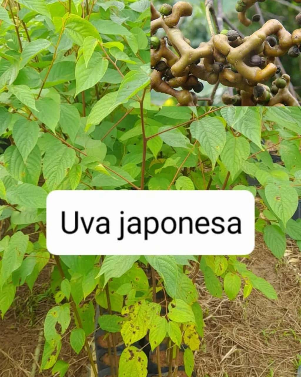 Foto: Uva japonesa no viveiro do Horto Moura Brasil (etiqueta: “Uva japonesa”).