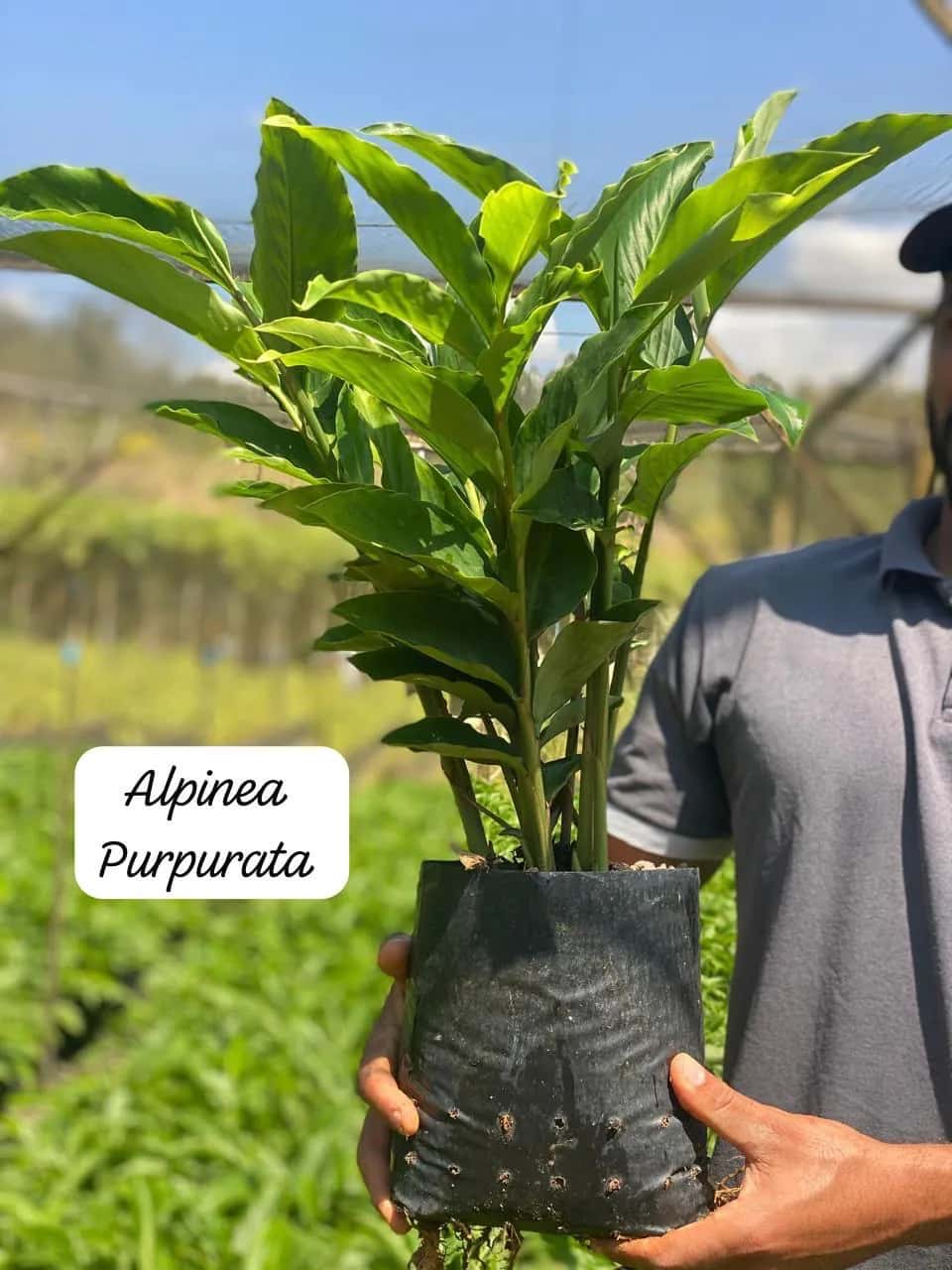 Foto: Alpínia purpurata no viveiro do Horto Moura Brasil (etiqueta: “Alpinea Purpurata”).