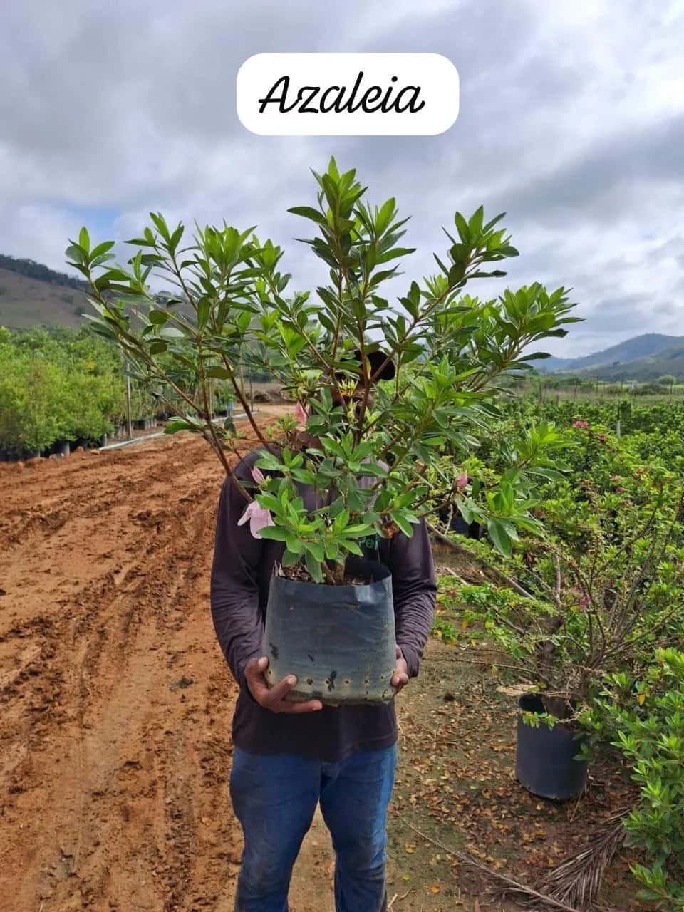 Foto: Azaleia no viveiro do Horto Moura Brasil (etiqueta: “Azaleia”).