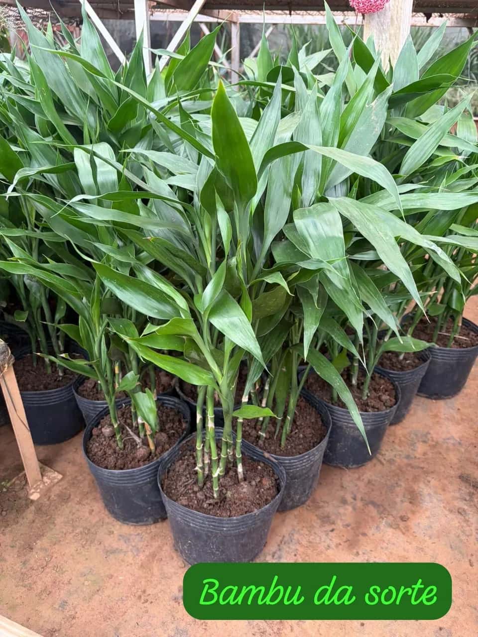 Foto: Bambu-da-sorte no viveiro do Horto Moura Brasil (etiqueta: “Bambu da sorte”).
