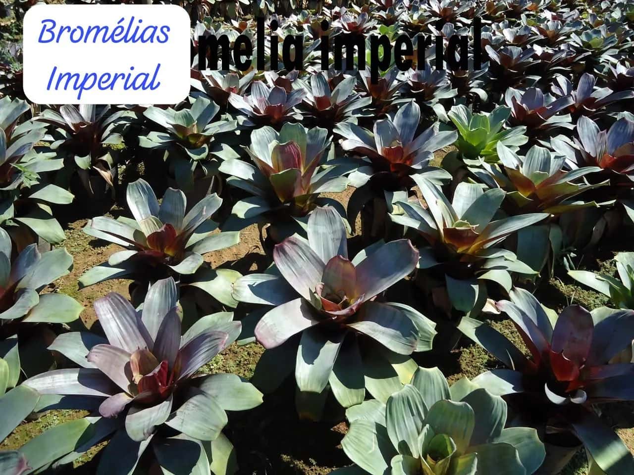 Foto: Bromélia-imperial no viveiro do Horto Moura Brasil (etiqueta: “Bromélias Imperial · …melia imperial”).