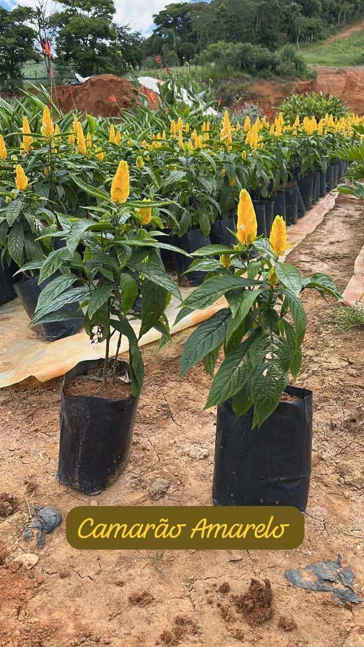 Foto: Camarão-amarelo no viveiro do Horto Moura Brasil (etiqueta: “Camarão Amarelo”).