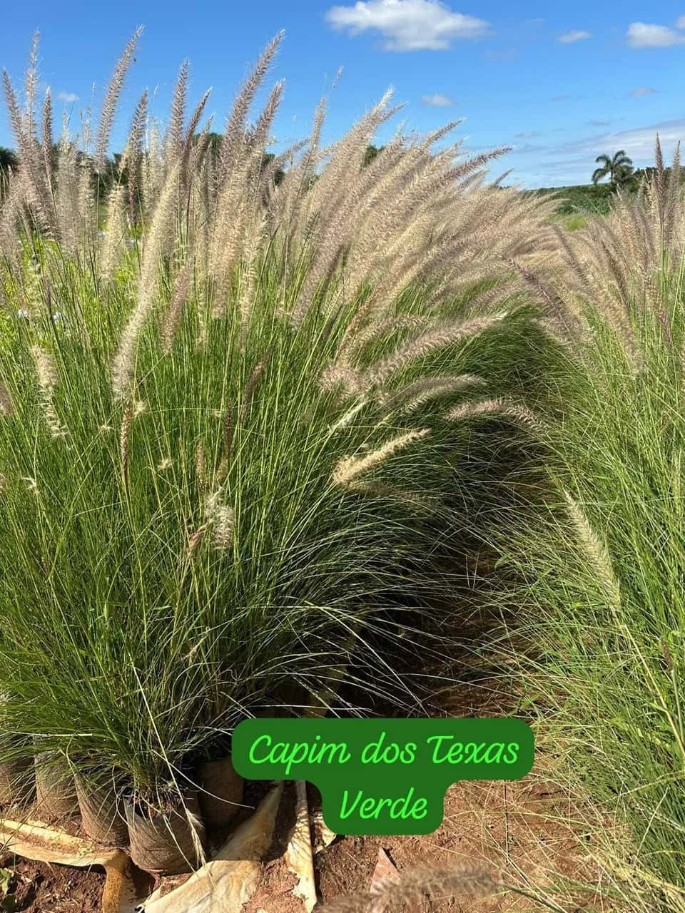 Foto: Capim-do-texas verde no viveiro do Horto Moura Brasil (etiqueta: “Capim dos Texas Verde”).