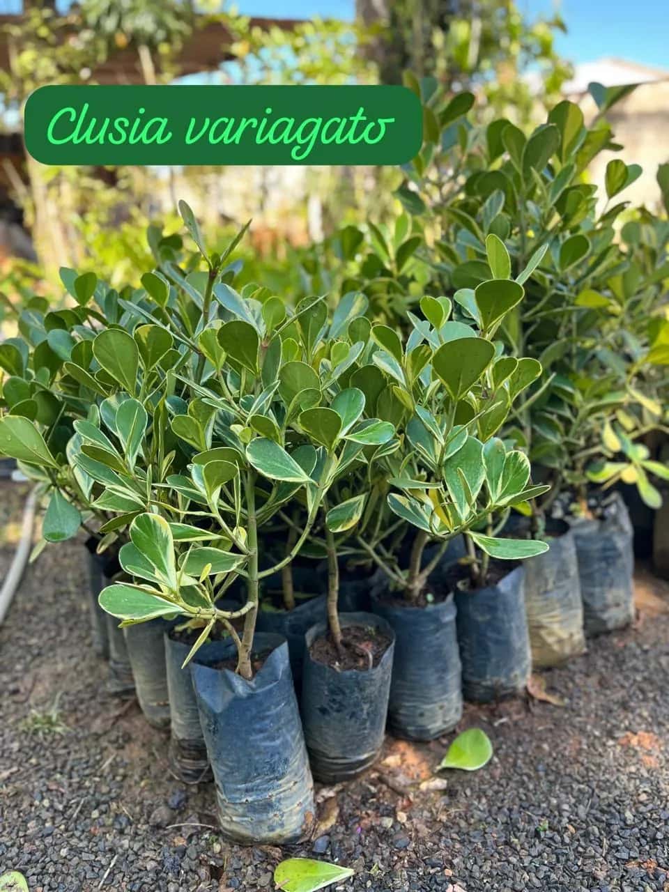 Foto: Clúsia variegada no viveiro do Horto Moura Brasil (etiqueta: “Clusia variagato”).