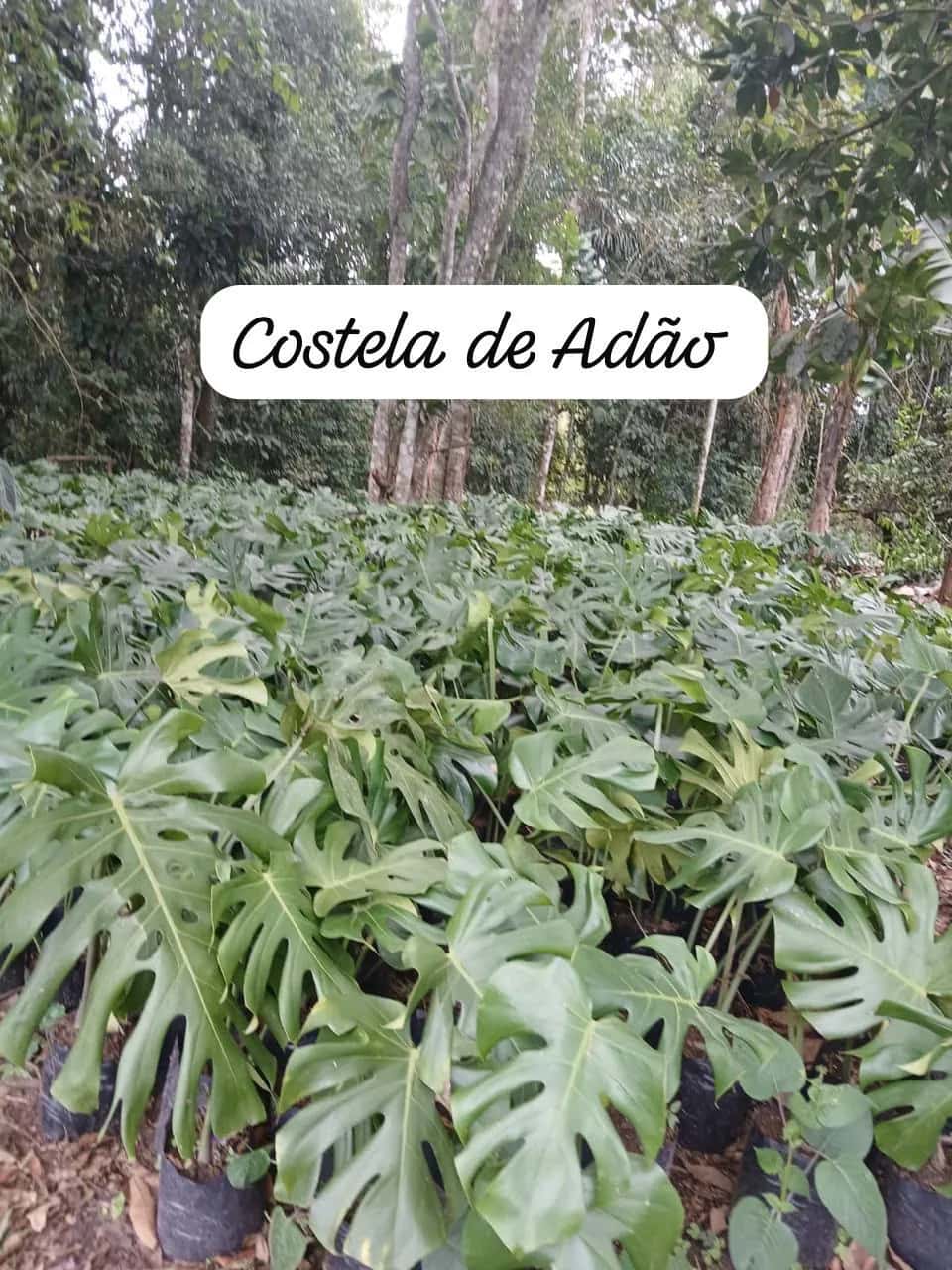 Foto: Costela-de-adão no viveiro do Horto Moura Brasil (etiqueta: “Costela de Adão”).