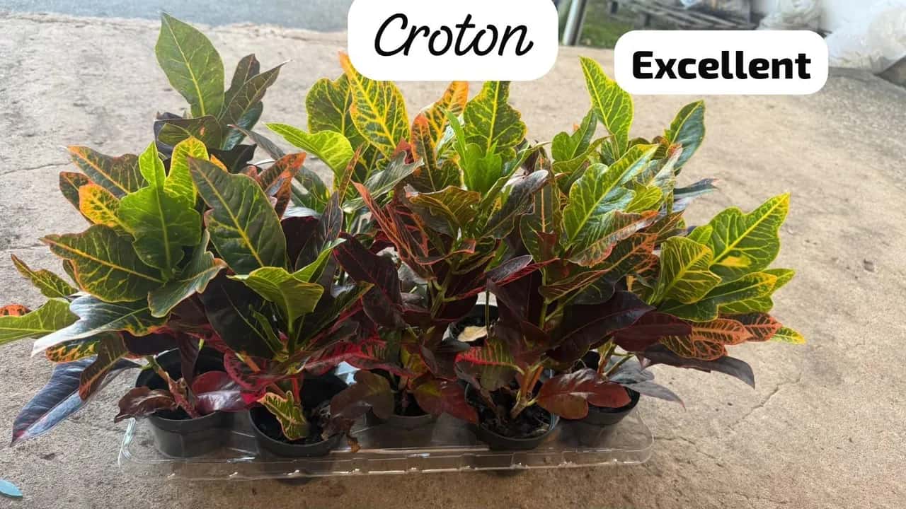 Foto: Croton Excellent no viveiro do Horto Moura Brasil (etiqueta: “Croton · Excellent”).
