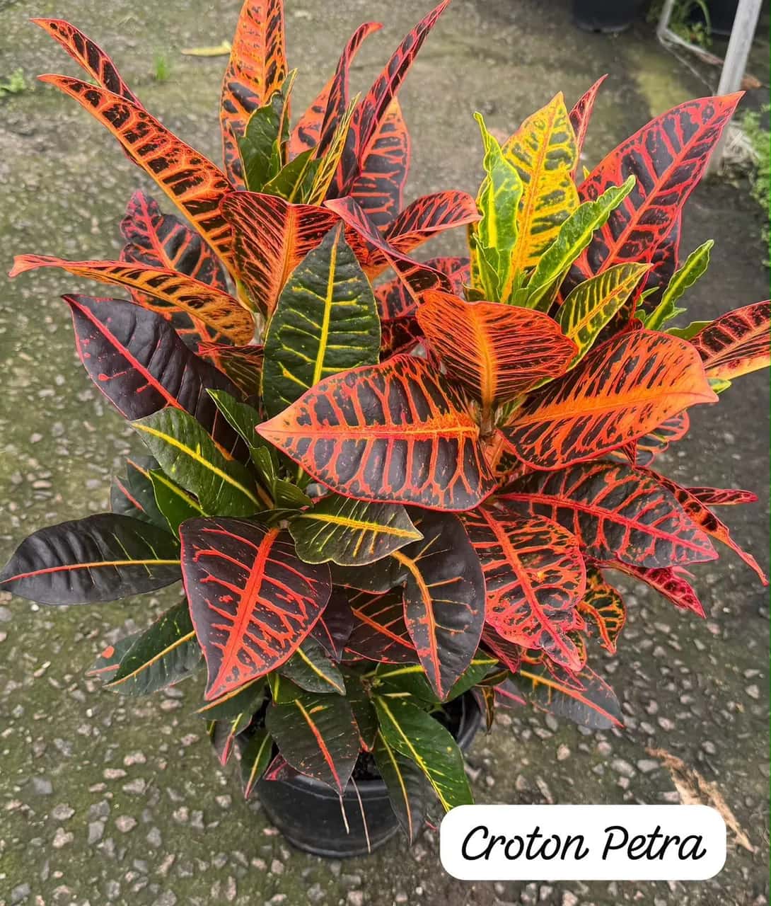 Foto: Croton Petra no viveiro do Horto Moura Brasil (etiqueta: “Croton Petra”).