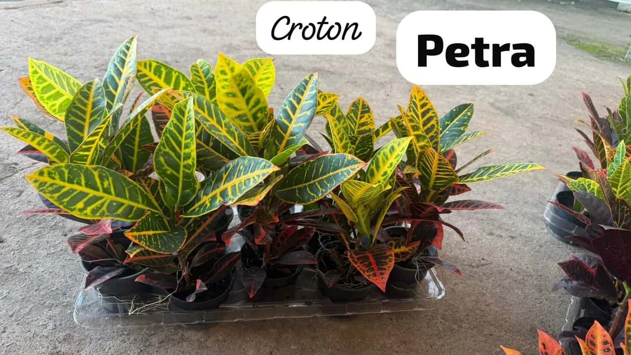 Foto: Croton Petra no viveiro do Horto Moura Brasil (etiqueta: “Croton · Petra”).
