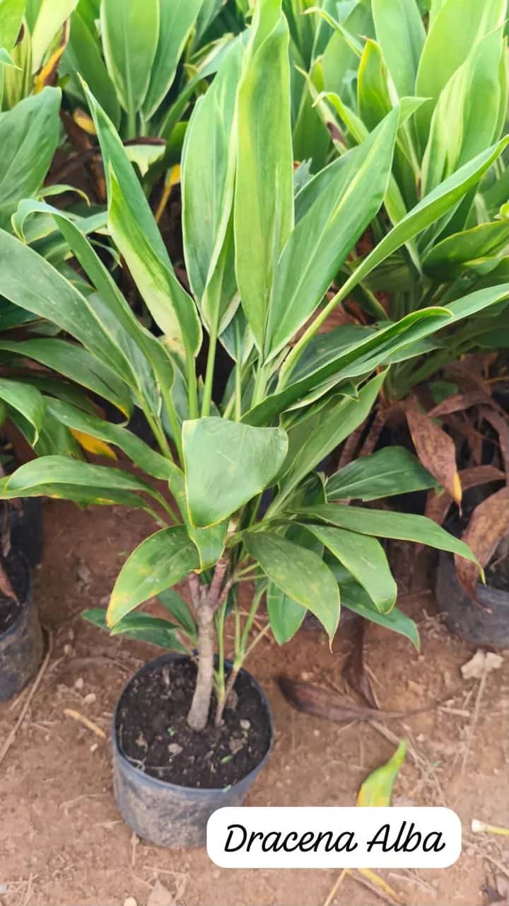 Foto: Dracena alba no viveiro do Horto Moura Brasil (etiqueta: “Dracena Alba”).