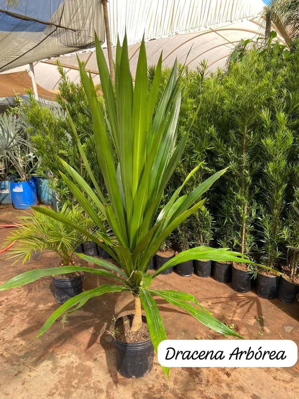 Foto: Dracena arbórea no viveiro do Horto Moura Brasil (etiqueta: “Dracena Arbórea”).