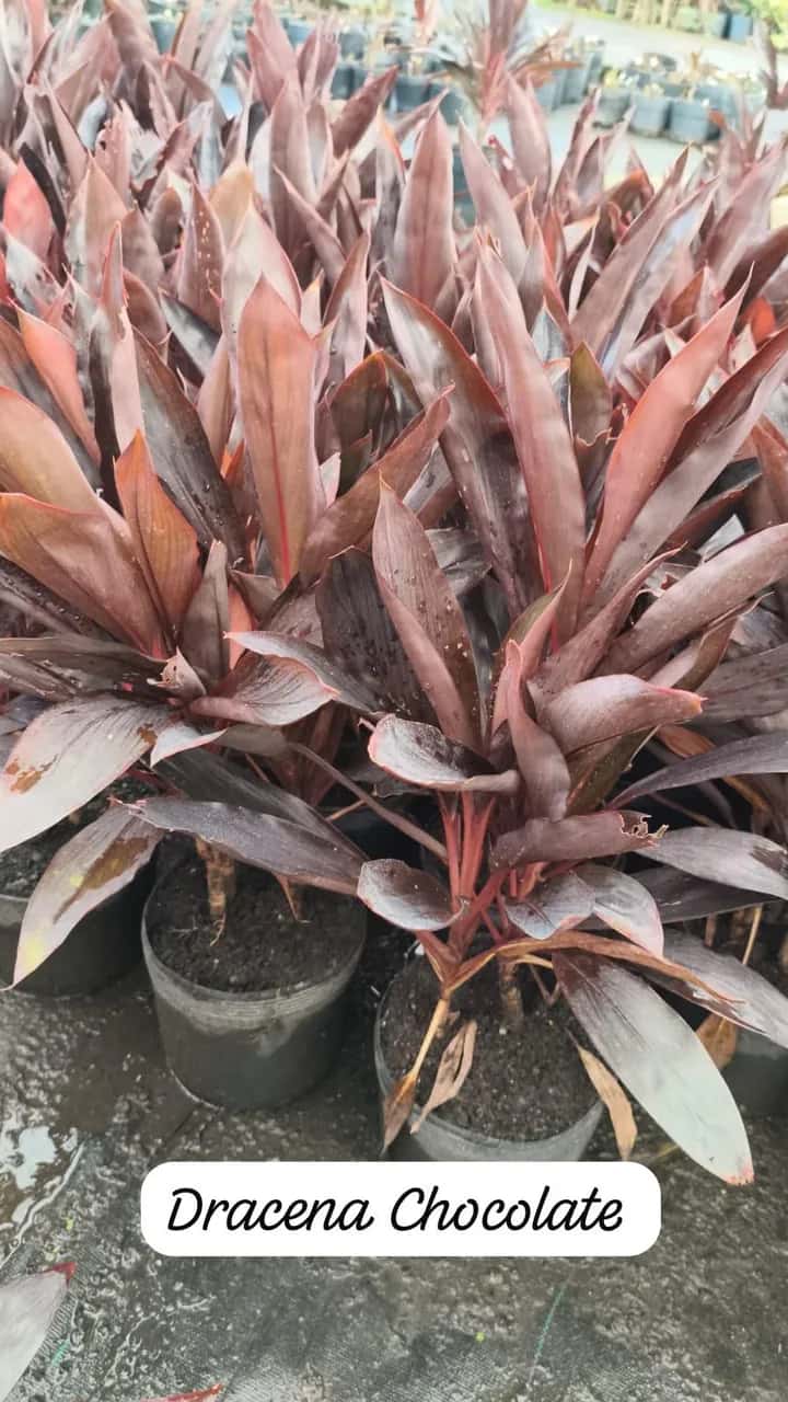 Foto: Dracena chocolate no viveiro do Horto Moura Brasil (etiqueta: “Dracena Chocolate”).