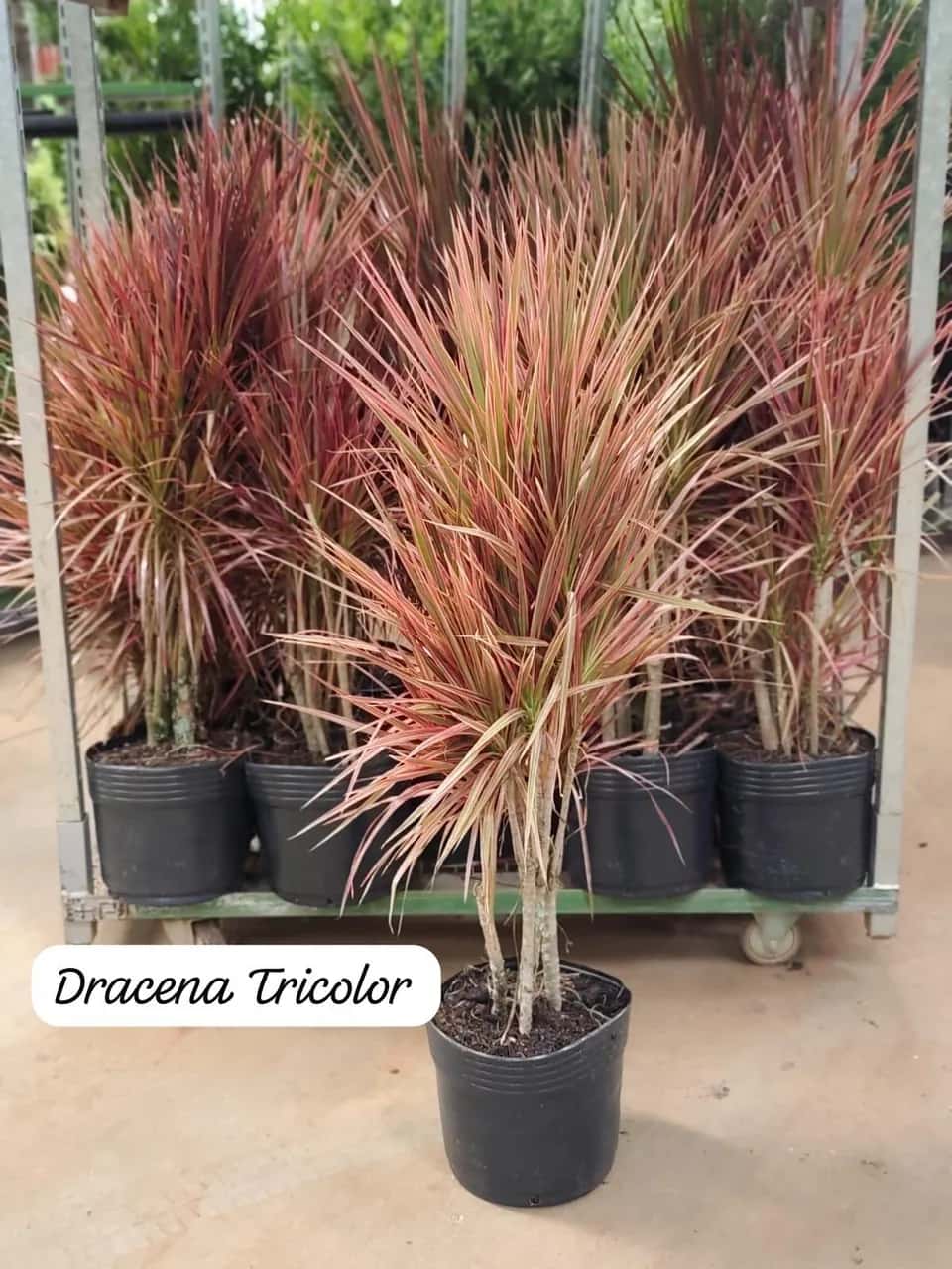 Foto: Dracena tricolor no viveiro do Horto Moura Brasil (etiqueta: “Dracena Tricolor”).