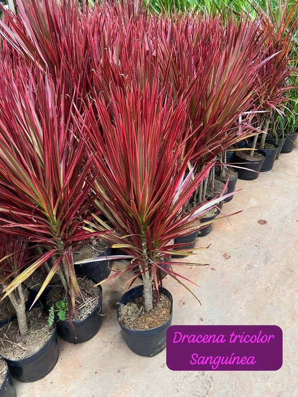 Foto: Dracena tricolor sanguínea no viveiro do Horto Moura Brasil (etiqueta: “Dracena tricolor Sanguínea”).