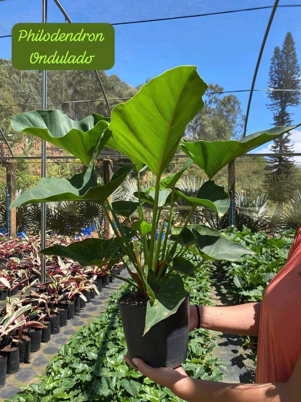 Foto: Filodendro ondulado no viveiro do Horto Moura Brasil (etiqueta: “Philodendron Ondulado”).