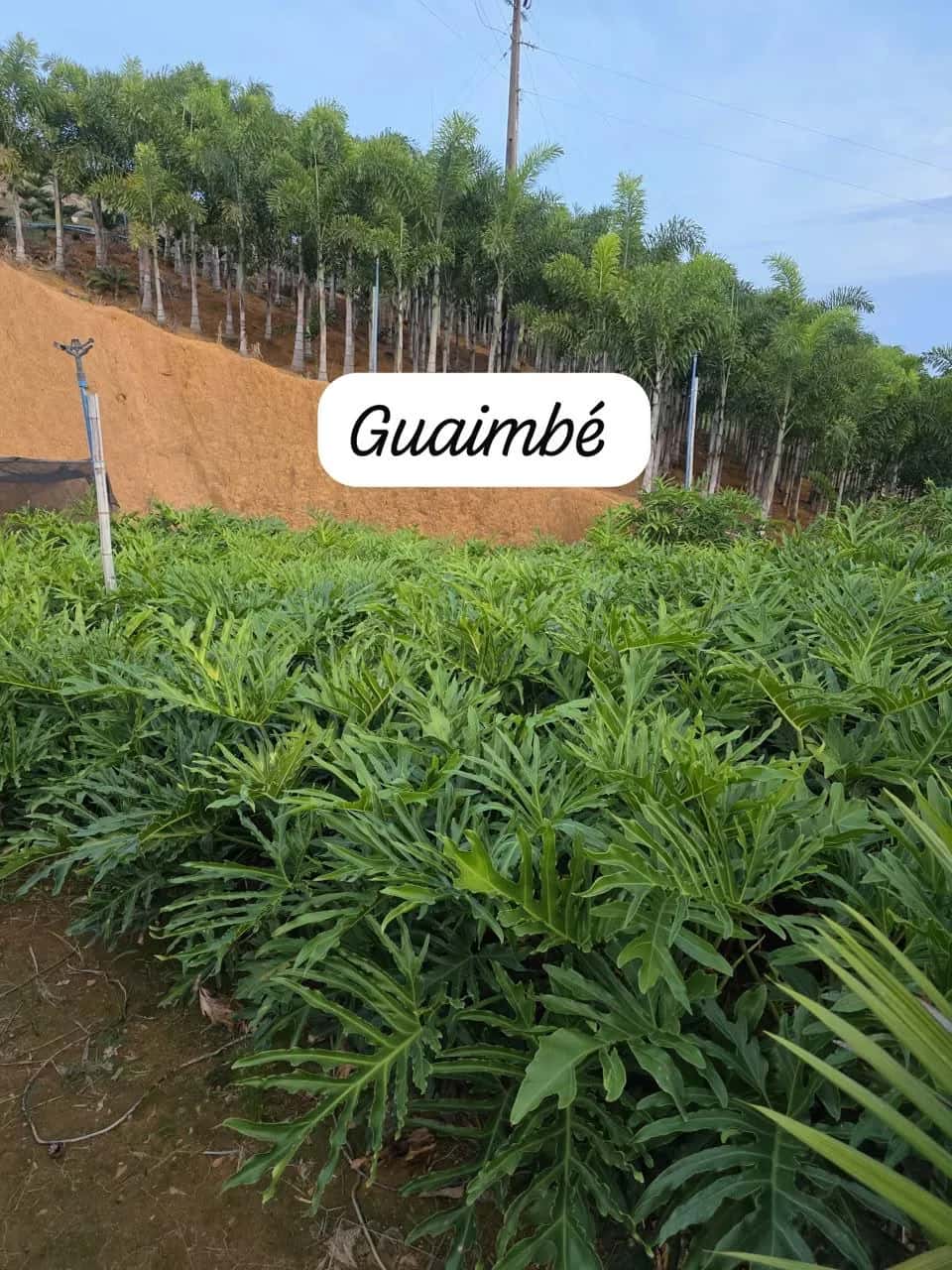 Foto: Guaimbê no viveiro do Horto Moura Brasil (etiqueta: “Guaimbé”).