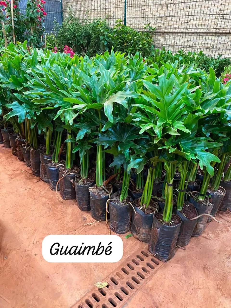 Foto: Guaimbê no viveiro do Horto Moura Brasil (etiqueta: “Guaimbé”).