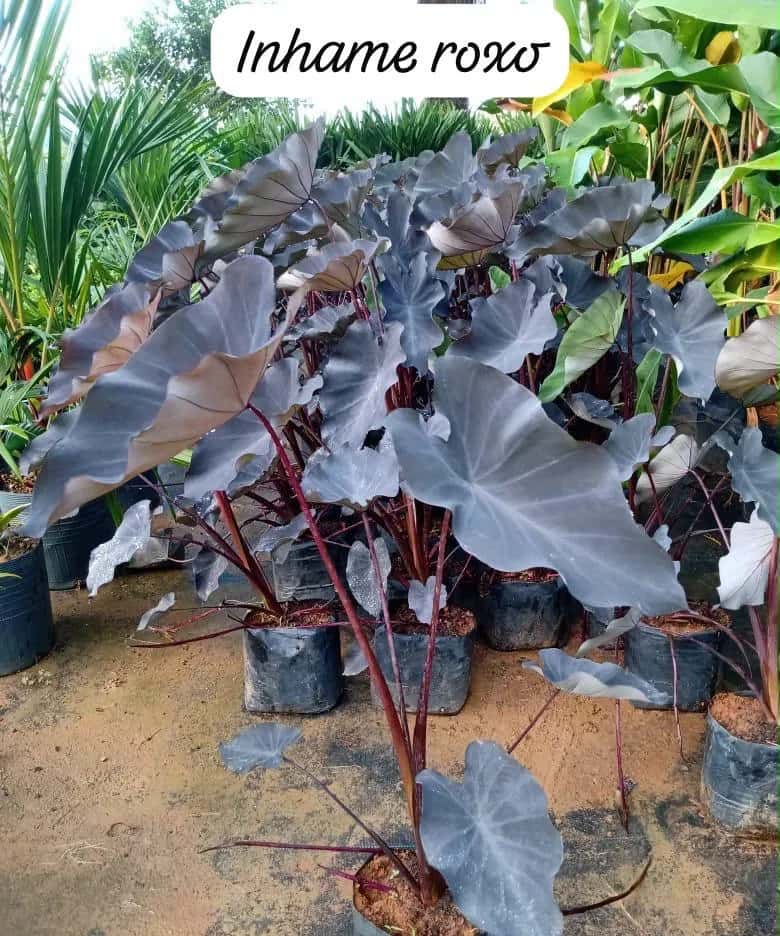 Foto: Inhame roxo no viveiro do Horto Moura Brasil (etiqueta: “Inhame roxo”).