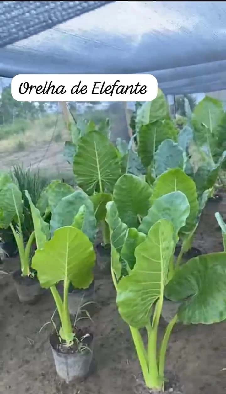 Foto: Orelha-de-elefante no viveiro do Horto Moura Brasil (etiqueta: “Orelha de Elefante”).