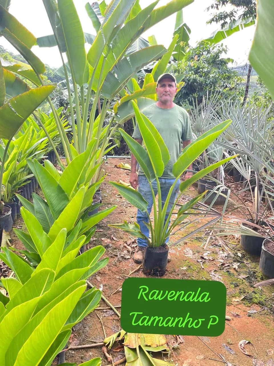 Foto: Ravenala no viveiro do Horto Moura Brasil (etiqueta: “Ravenala Tamanho P”).