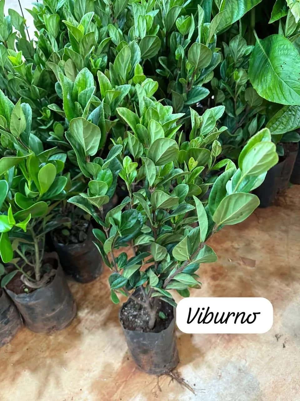 Foto: Viburno no viveiro do Horto Moura Brasil (etiqueta: “Viburno”).