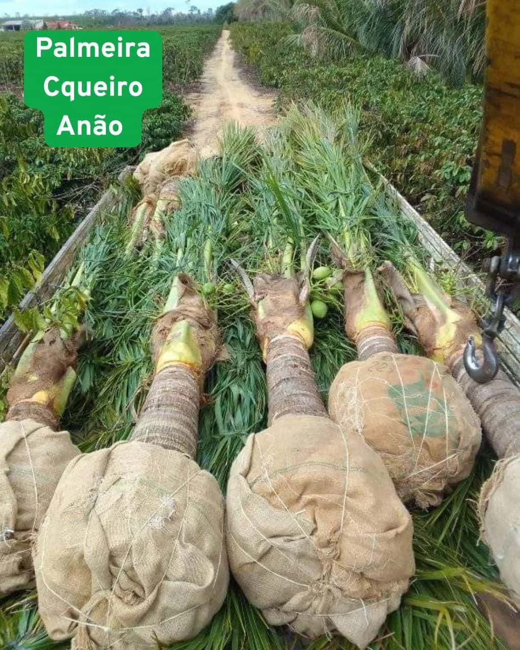 Foto: Coqueiro-anão no viveiro do Horto Moura Brasil (etiqueta: “Palmeira Coqueiro Anão”).