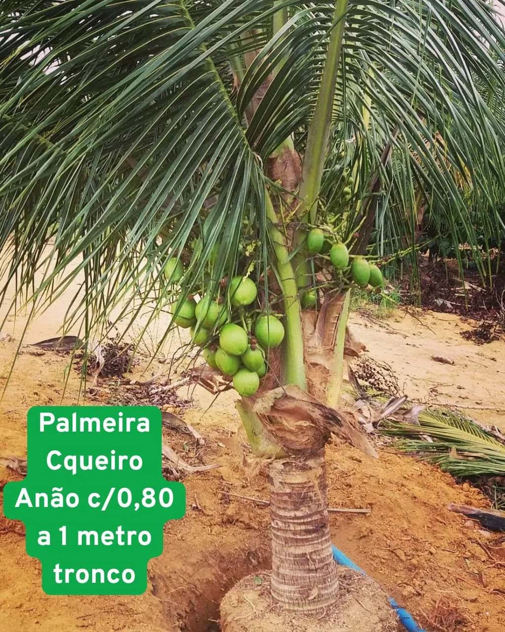 Foto: Coqueiro-anão no viveiro do Horto Moura Brasil.