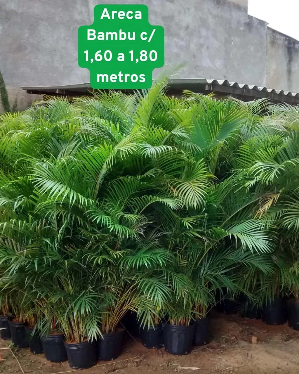 Foto: Palmeira-areca-bambu no viveiro do Horto Moura Brasil.