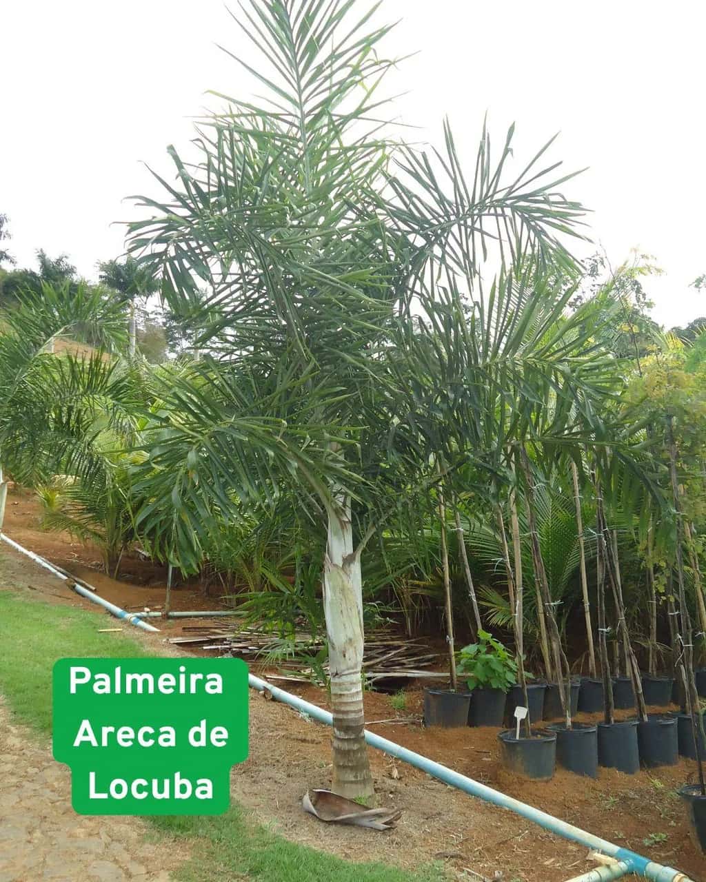 Foto: Palmeira-areca-de-locuba no viveiro do Horto Moura Brasil (etiqueta: “Palmeira Areca de Locuba”).