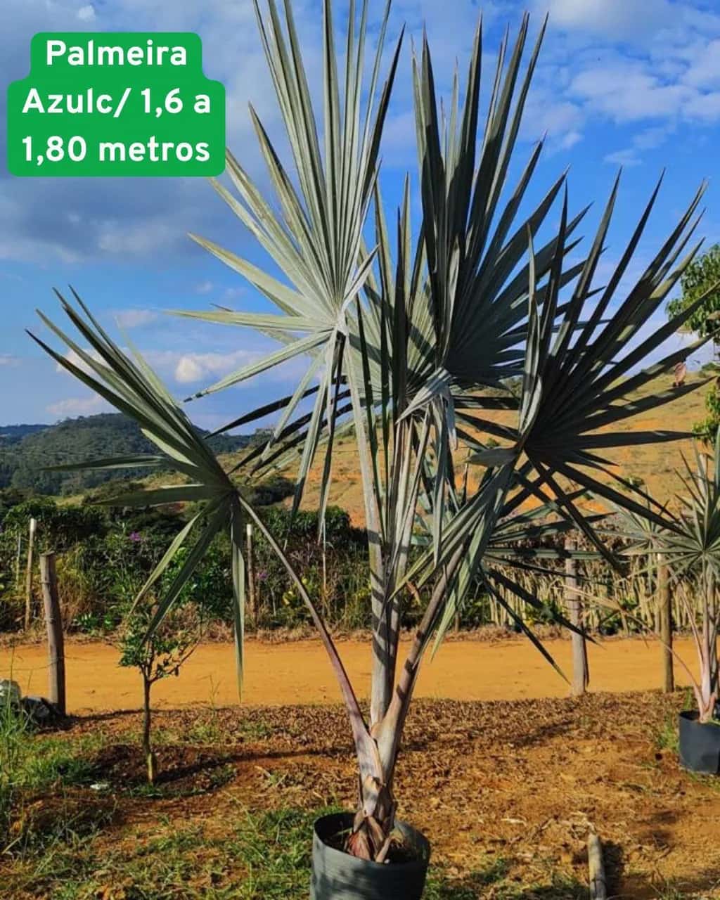 Foto: Palmeira-azul no viveiro do Horto Moura Brasil (etiqueta: “Palmeira Azul c/ 1,6 a 1,80 metros”).