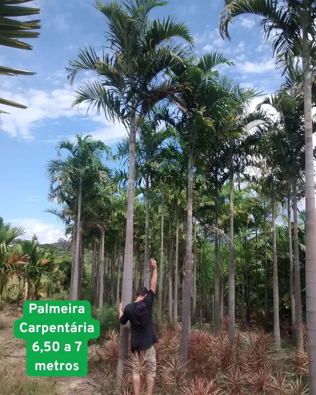 Foto: Palmeira-carpentária no viveiro do Horto Moura Brasil.