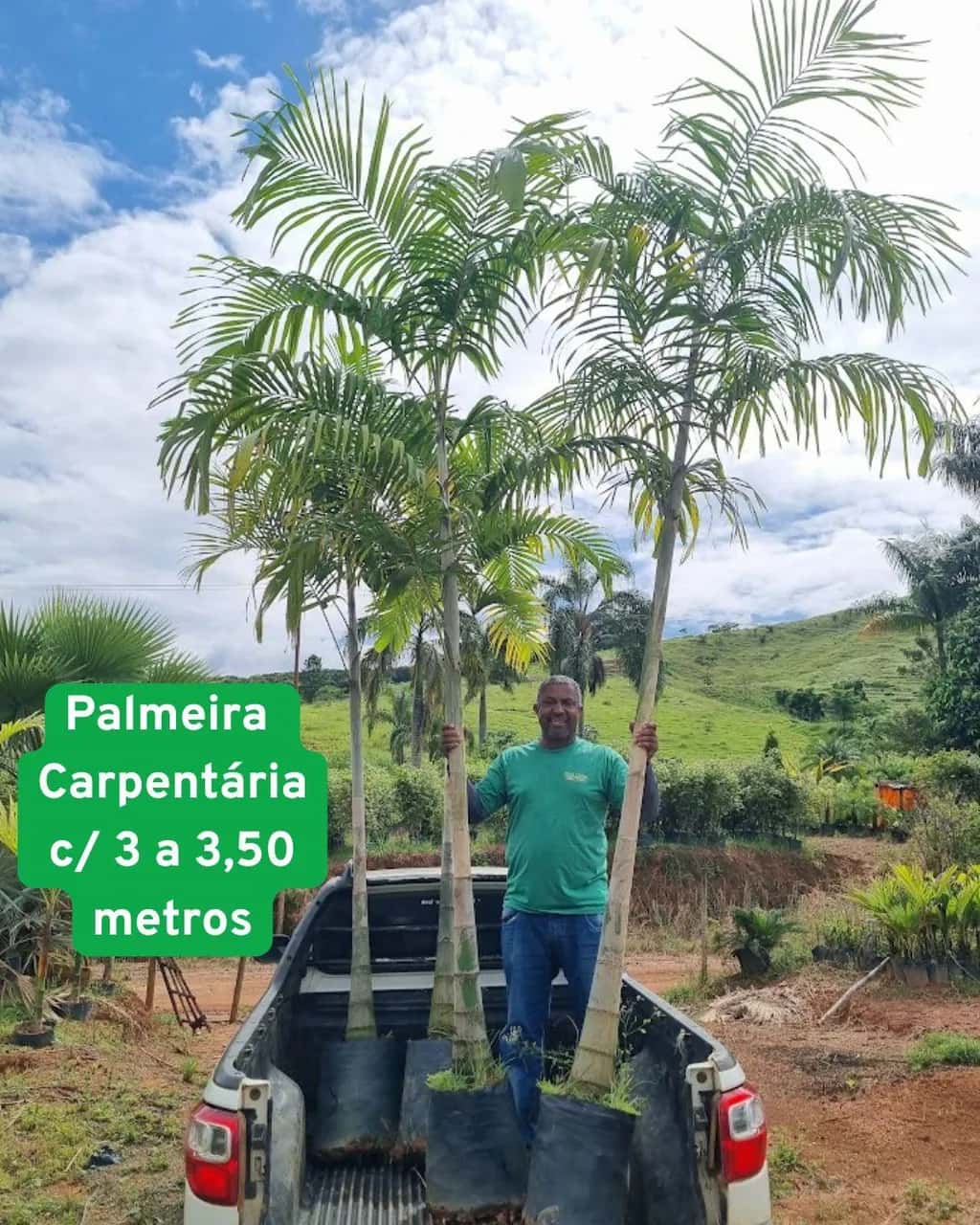 Foto: Palmeira-carpentária no viveiro do Horto Moura Brasil (etiqueta: “Palmeira Carpentária c/ 3 a 3,50 metros”).