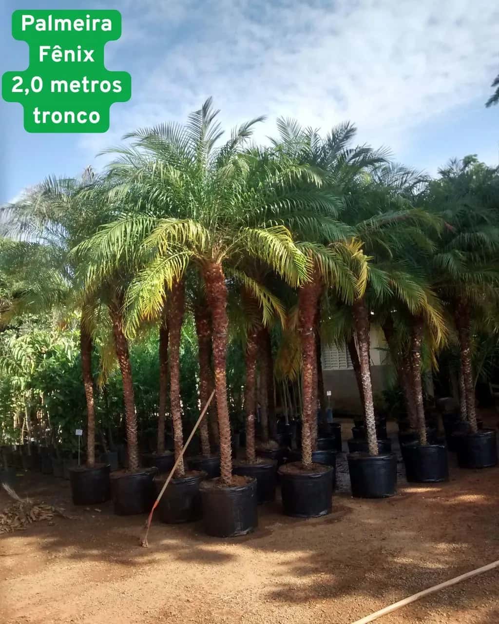 Foto: Palmeira-fênix no viveiro do Horto Moura Brasil (etiqueta: “Palmeira Fênix 2,0 metros tronco”).