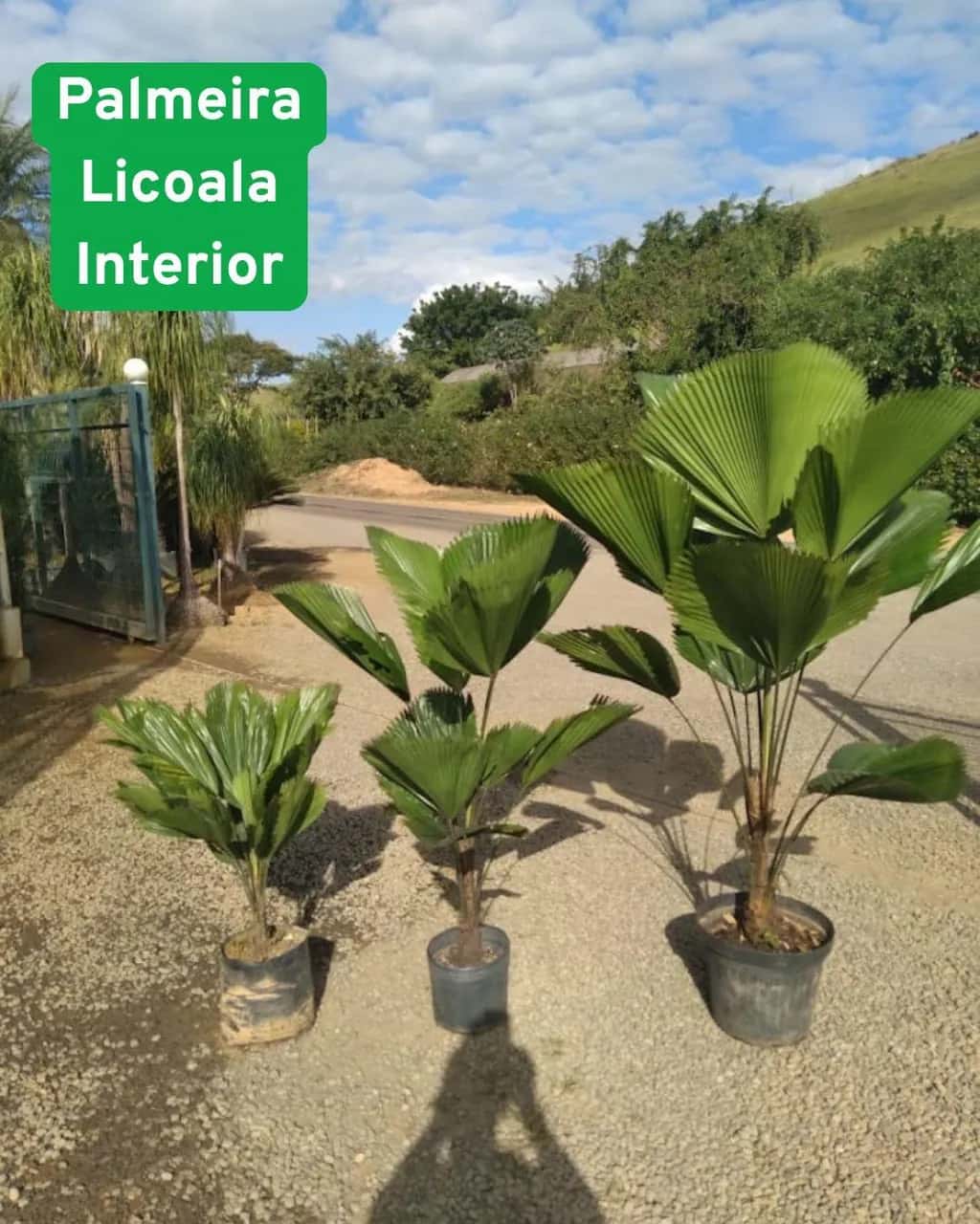 Foto: Palmeira-licuala no viveiro do Horto Moura Brasil (etiqueta: “Palmeira Licuala Interior”).