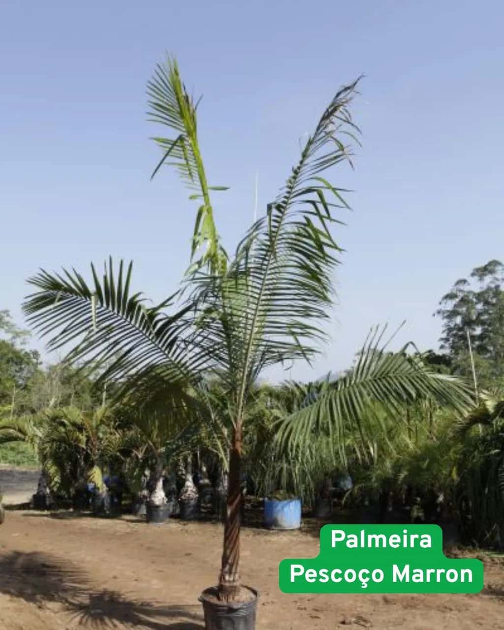 Foto: Palmeira-pescoço-marrom no viveiro do Horto Moura Brasil (etiqueta: “Palmeira Pescoço Marron”).