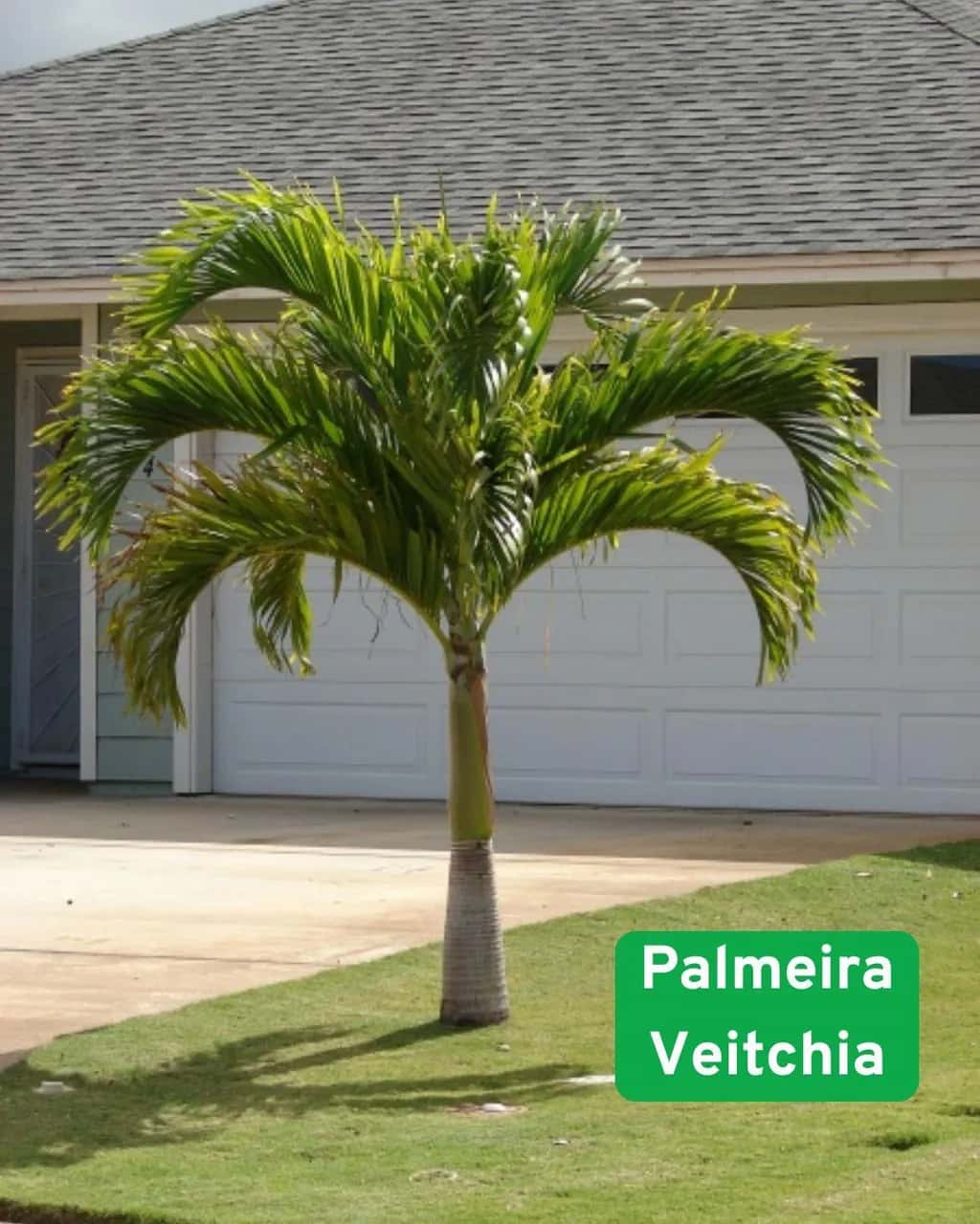 Foto: Palmeira-veitchia no viveiro do Horto Moura Brasil (etiqueta: “Palmeira Veitchia”).